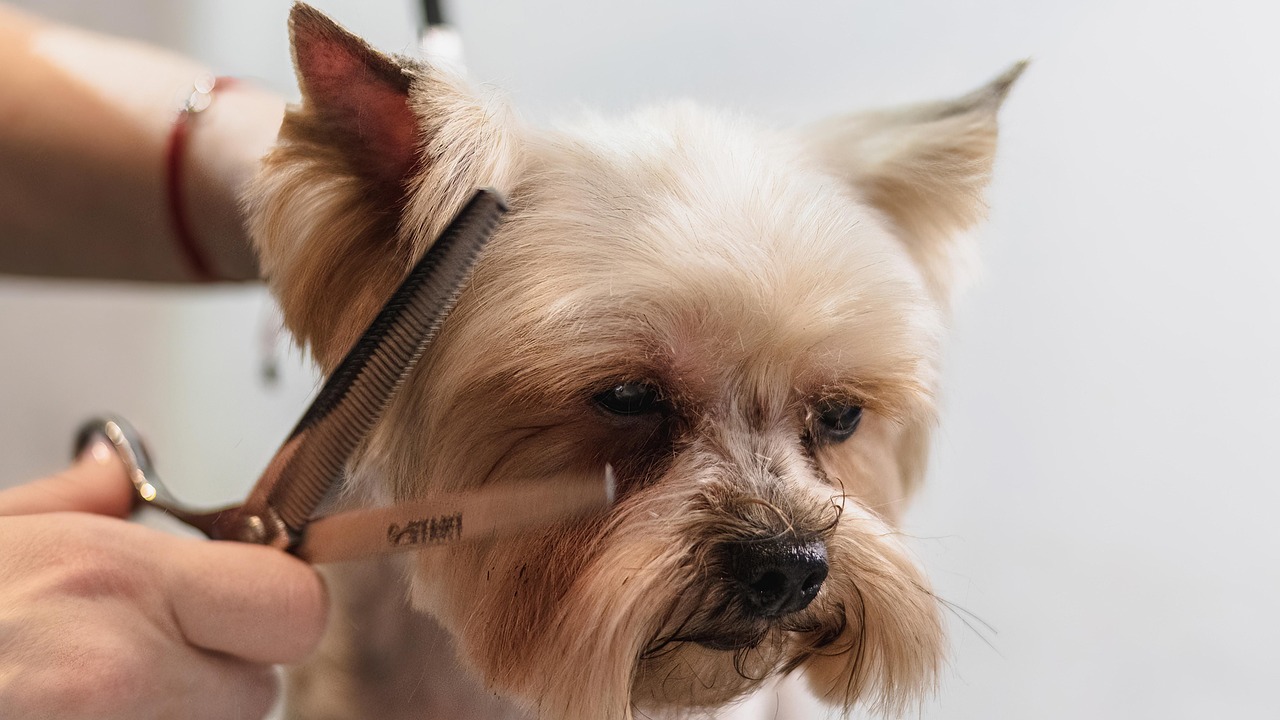 How to Fade Hair Flawlessly in 6 Easy Steps
